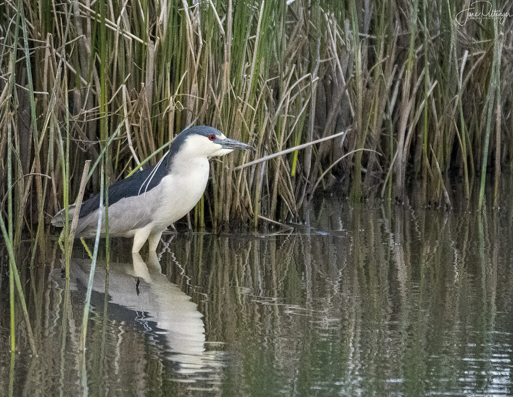 Night Heron In the Reeds by jgpittenger