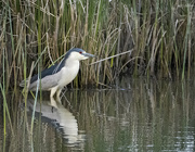 15th May 2022 - Night Heron In the Reeds