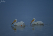 17th May 2022 - Pelicans Swimming At Twilight 