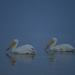Pelicans Swimming At Twilight  by jgpittenger