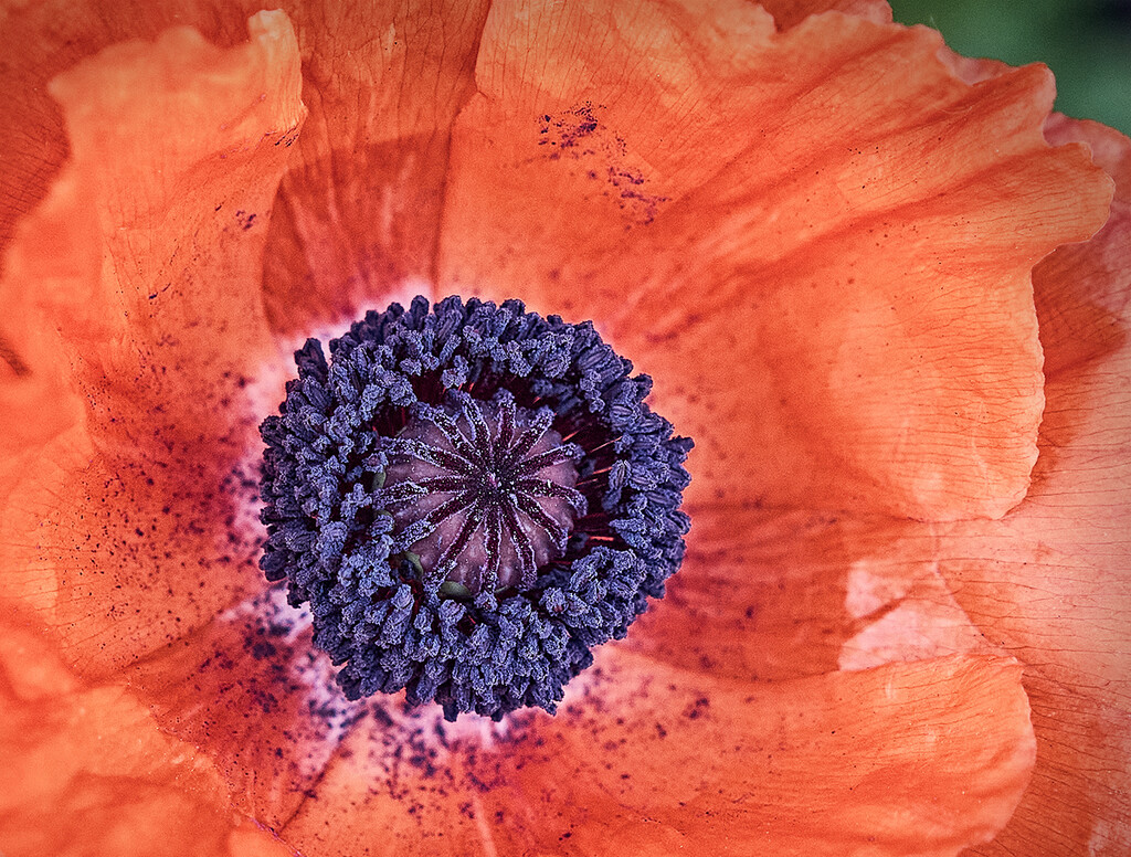Orange Poppy Detail by gardencat