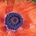 Orange Poppy Detail by gardencat