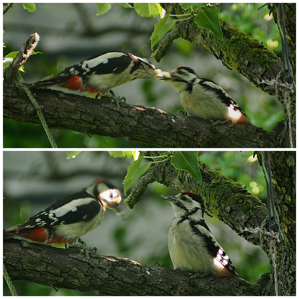 Woodpeckers  by jacqbb