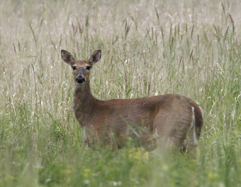 white-tailed deer by rminer