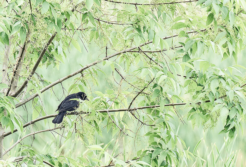 Blackbird in a Green World by gardencat