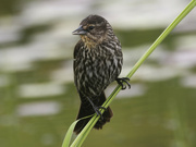 4th Jun 2022 - female red-winged blackbird 