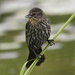 female red-winged blackbird  by rminer