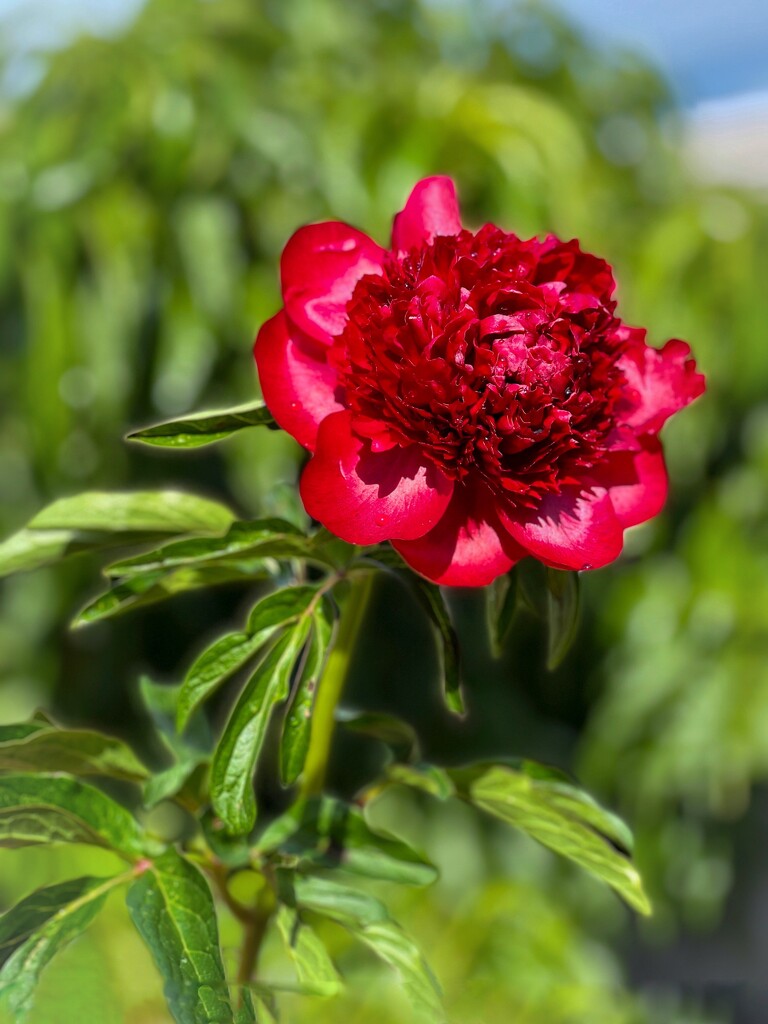 Peony on a field trip by shutterbug49