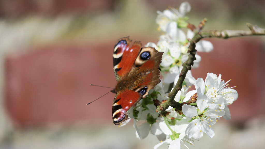 Peacock butterfly on the apple blossom by mariadarby