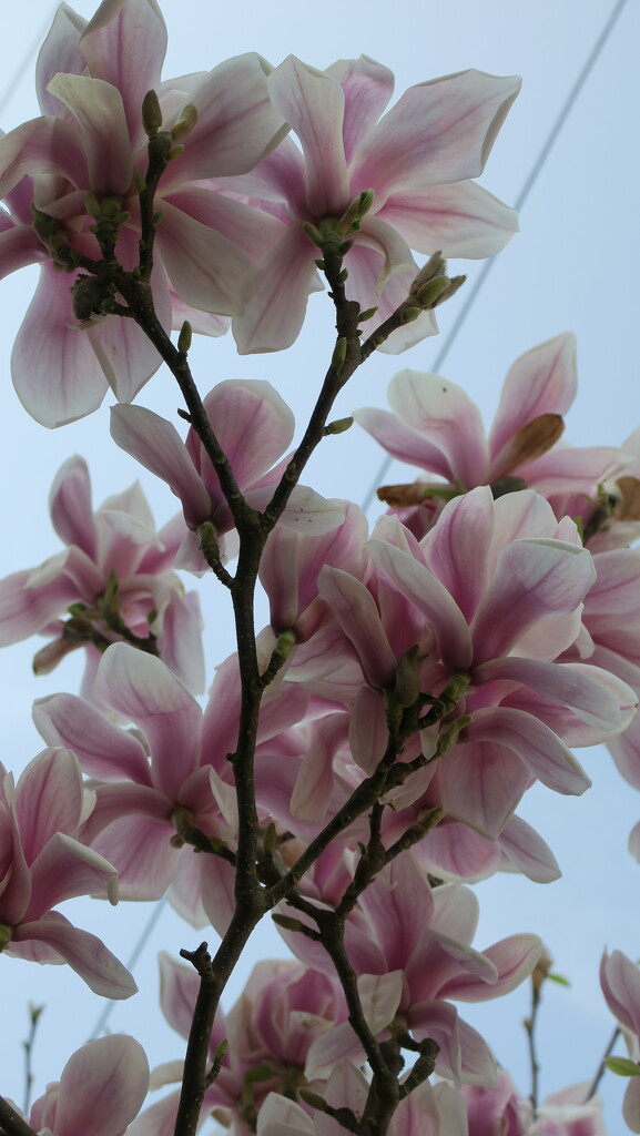 Magnolia by mariadarby