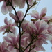 Magnolia by mariadarby