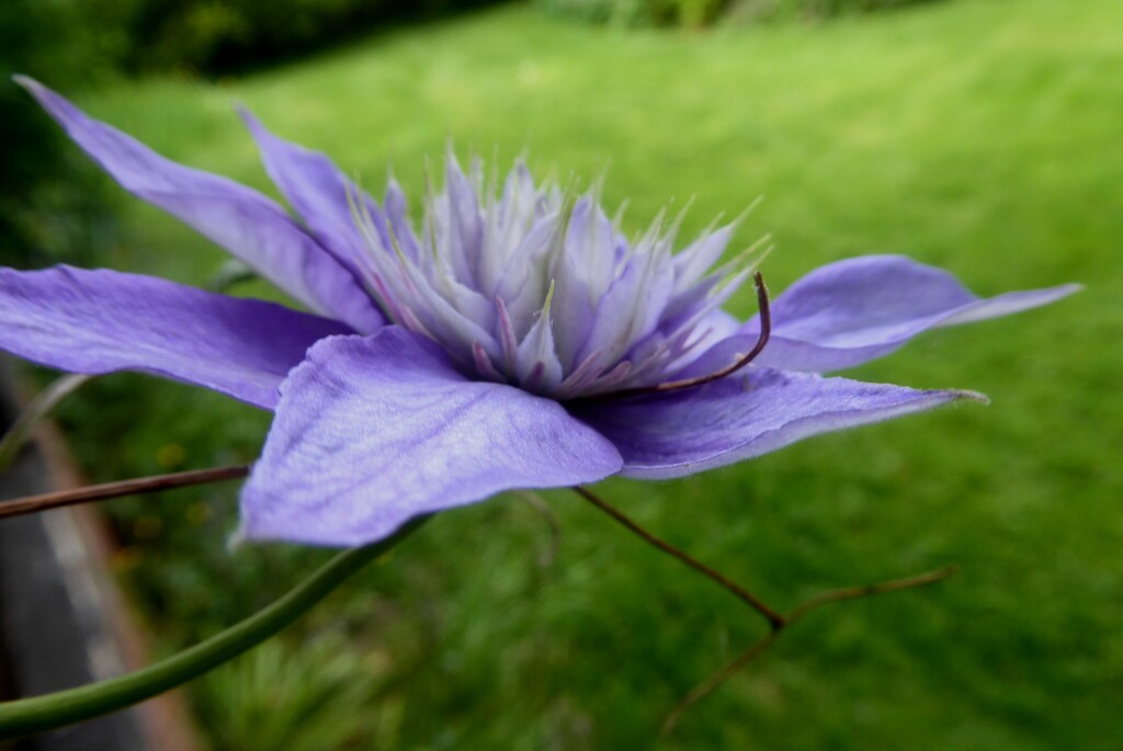 Clematis - the first time flowered in many years by snowy