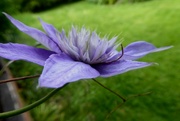 4th Jun 2022 - Clematis - the first time flowered in many years