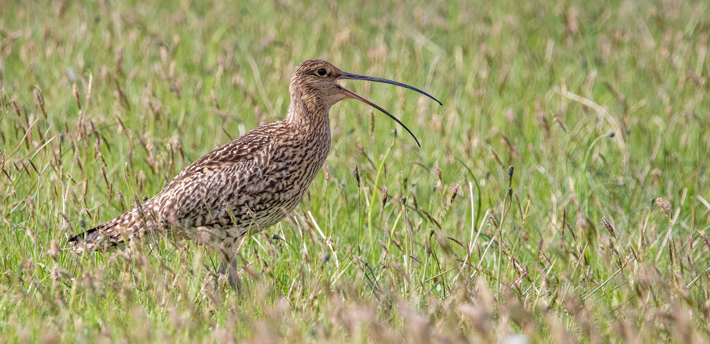 Curlew by lifeat60degrees