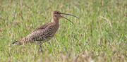 4th Jun 2022 - Curlew