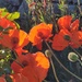 Poppies in the evening sunlight  by samcat
