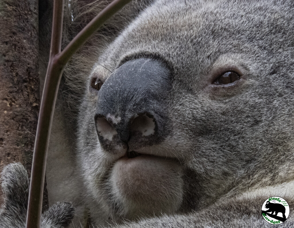 comfortable as a koala in a tree by koalagardens