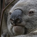 comfortable as a koala in a tree by koalagardens