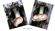 4th Jun 2022 - Fungi