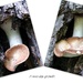 Fungi by bruni
