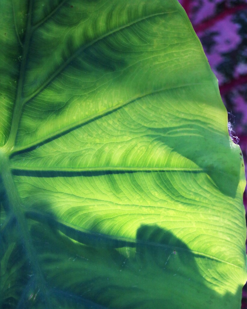 June 4: Lit Leaf by daisymiller