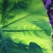 June 4: Lit Leaf by daisymiller