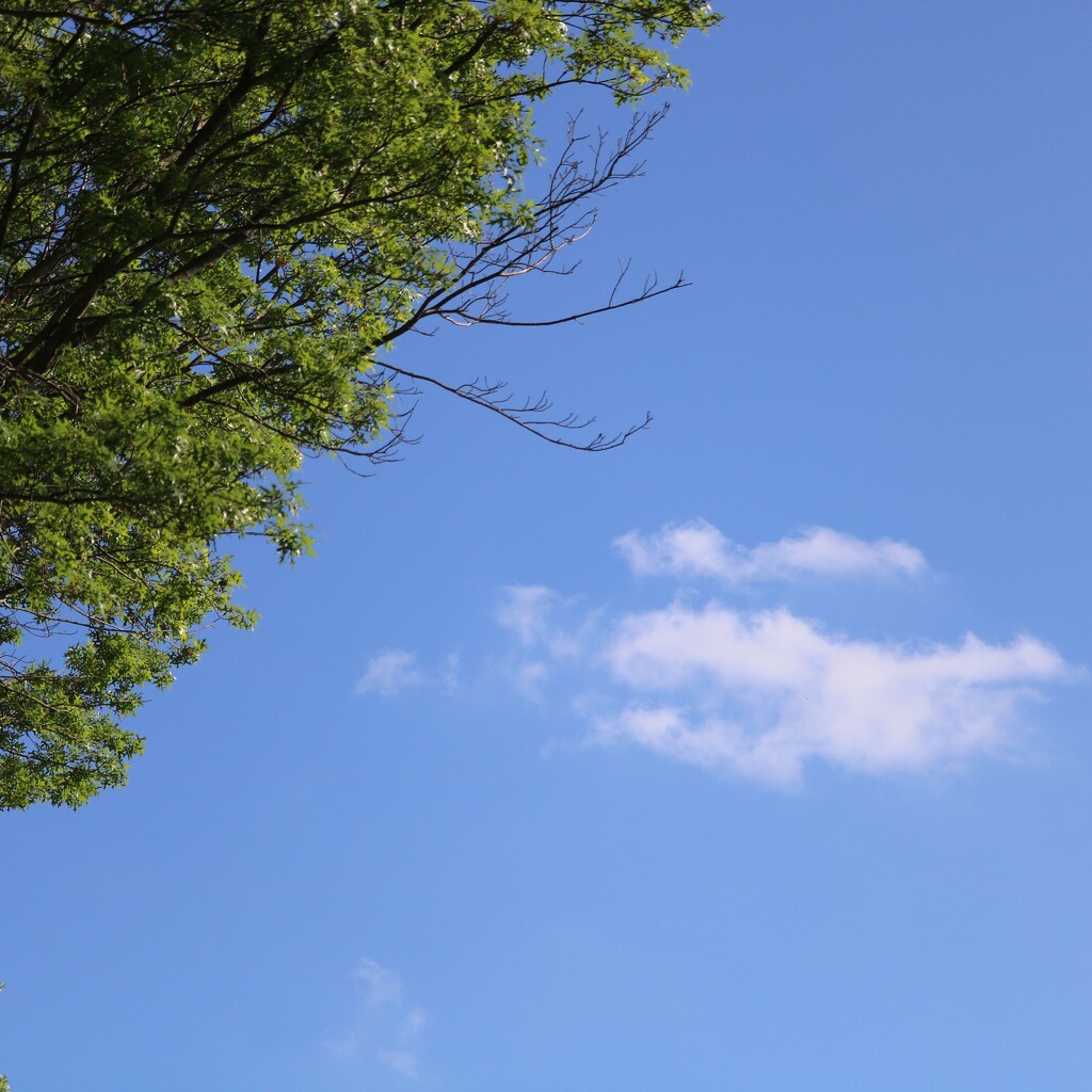 May 19: Tree in a partly cloudy sky by daisymiller