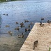 Feeding The Ducks  by cataylor41