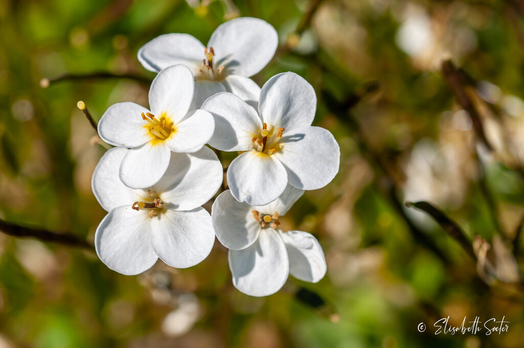 Little white flowers by elisasaeter