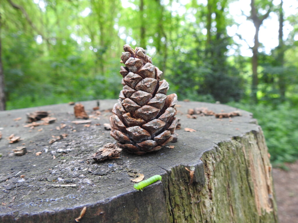 Fir cone by oldjosh