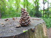 22nd May 2022 - Fir cone