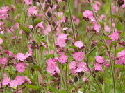 20th May 2022 - Red Campion