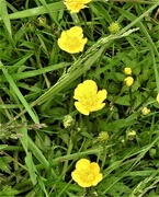 20th May 2022 - Buttercups