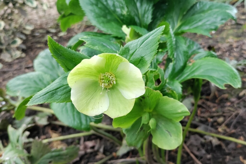 Hellebore  by roachling