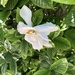 First Gardenia by loweygrace