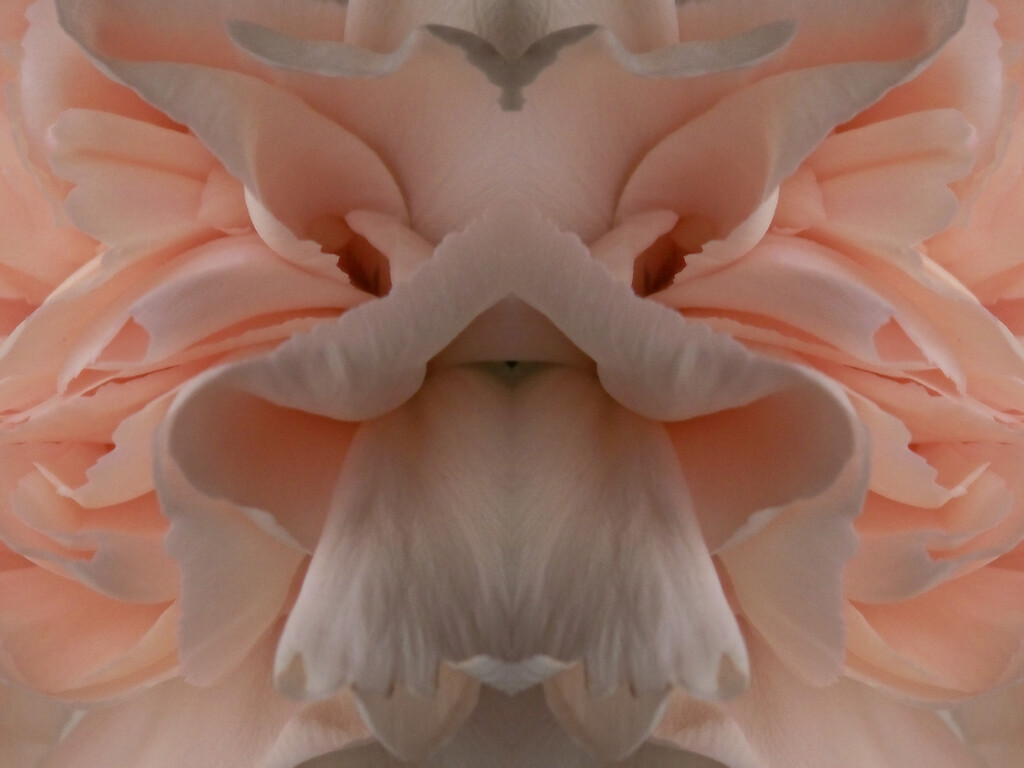 Rorschach carnation... by marlboromaam