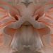 Rorschach carnation... by marlboromaam