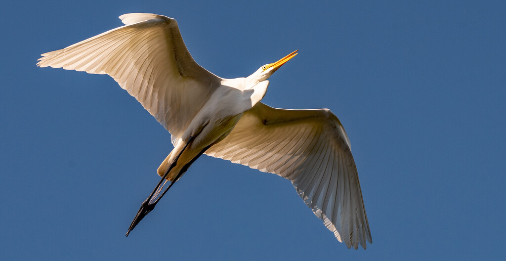 Egret Fly-over! by rickster549