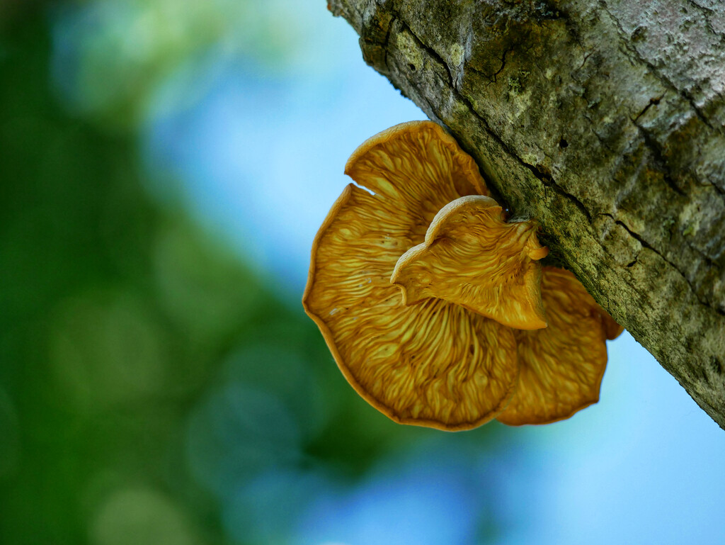 Overhead fungus by ljmanning