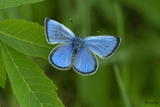 4th Jun 2022 - Hello little Butterfly 