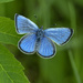 Hello little Butterfly  by fayefaye