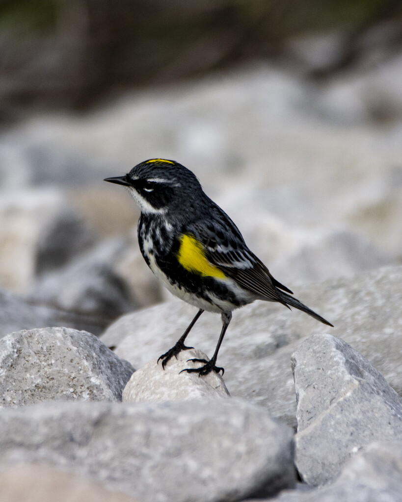 Yellow-Rumped Warbler by cwbill