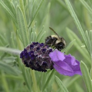 4th Jun 2022 - The Nature Of The Bee
