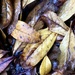 Love me some winter leaf litter by brigette