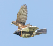 1st May 2022 - NZ Falcon practicing hunting #1