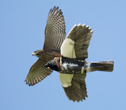 2nd May 2022 - NZ Falcon practicing hunting #2
