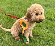 21st May 2022 - First rosette....