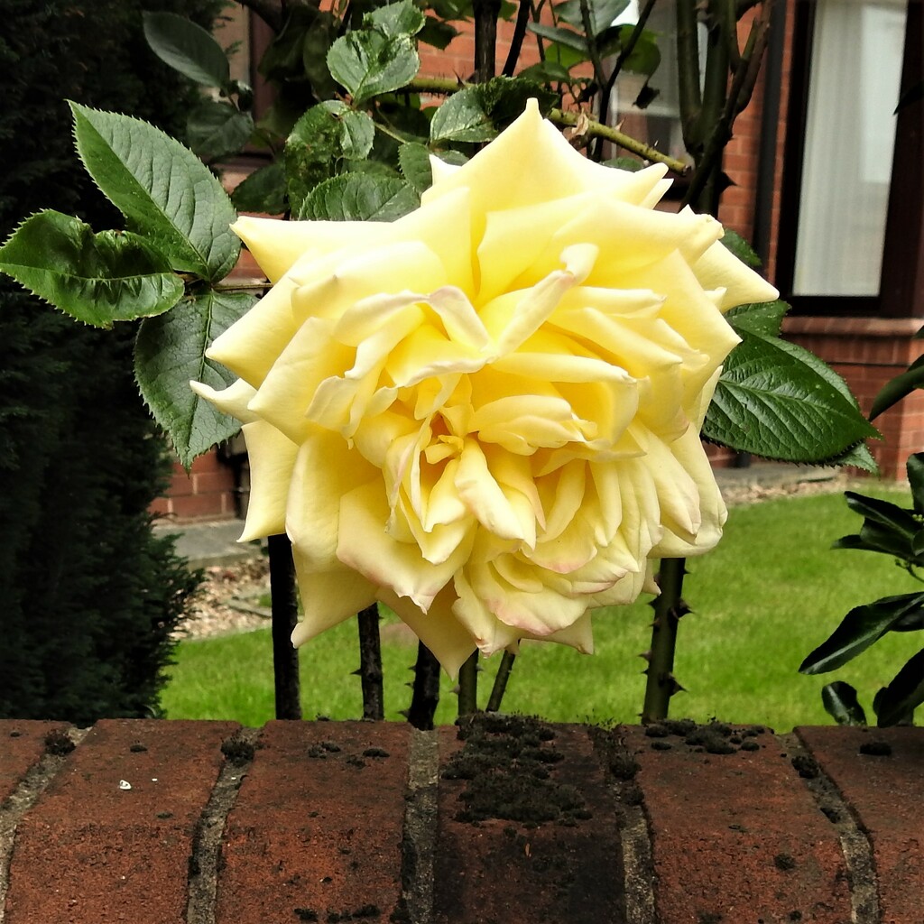 Yellow Rose by oldjosh