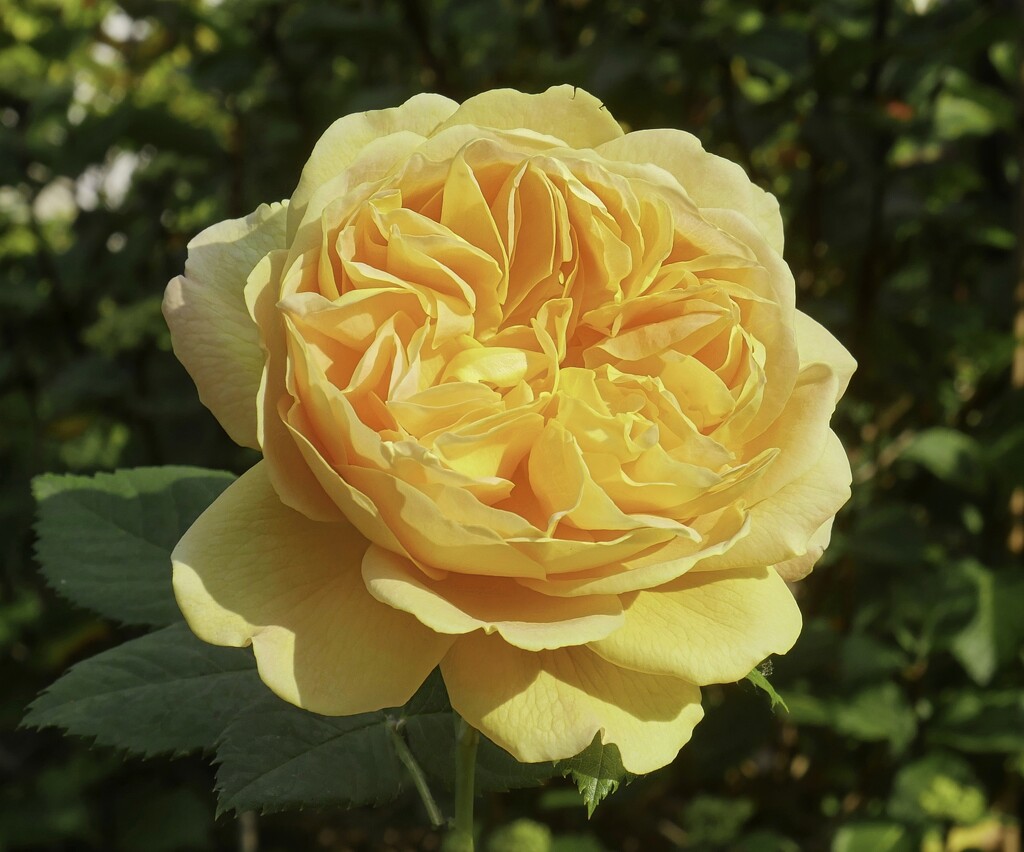 Golden Celebration Rose, David Austin by tonygig
