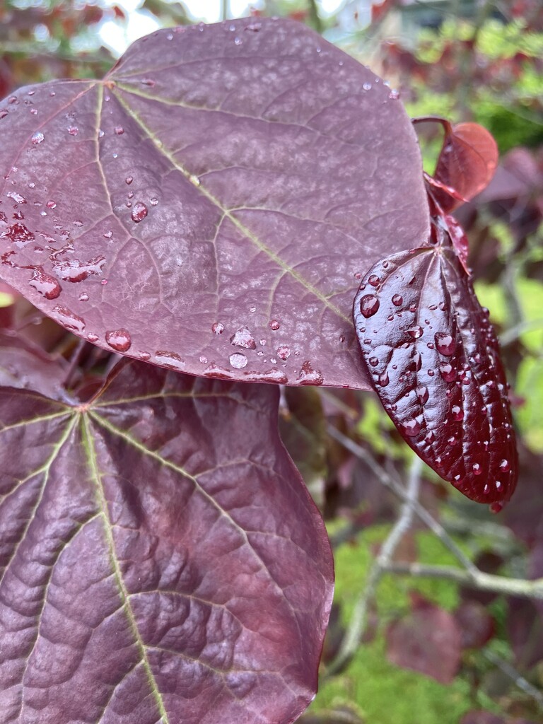 Purple leaves by hoopydoo